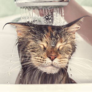 Shampoo y acondicionador